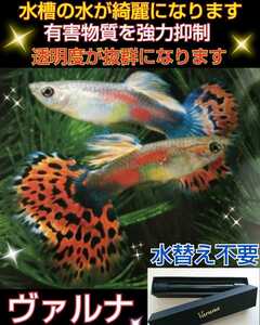 水替え不要になります☆楽チン飼育【ヴァルナミニ23センチ】有害物質を強力抑制☆病原菌や感染症を防ぎ透明度が抜群に☆水槽に入れるだけ！