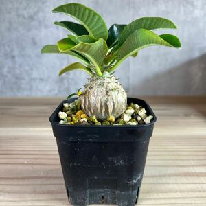 選抜S2パキポディウムウィンゾリー★ Pachypodium windsorii ★コーデックス　良型　塊根植物　実生1