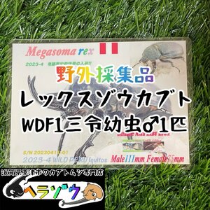 [25年ぶりの野外採集品]レックスゾウカブト三令幼虫オス♂1匹　管理番号23-47（旧アクティオンゾウカブト、アクテオンゾウカブト）