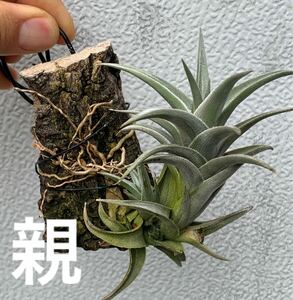 Tillandsia xiphioides hyb （xiphioides prod × arequitae）ティランジア クシフィオイデスハイブリッド（チランジア エアプランツ）