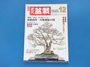 月刊 近代盆栽 2020年12月号/BONSAI/特集:特別実技 木村正彦 令和の改作シリーズ 真柏改作 天地逆転の技解説/素材の魅力を引き出す小品盆栽