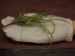 Tillandsia balbisiana チランジア・バルビシアナ 485★エアプランツEP