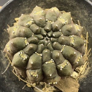 XX193 Euphorbia gymnocalycioides / ユーフォルビア ギムノカリキオイデス