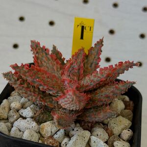 TCT アロエ ハイブリッド 多肉植物 Aloe hybrid 99