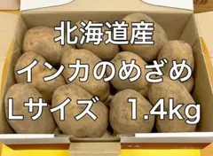 北海道産 インカのめざめ Lサイズ 1.4kg