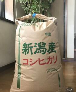 美味しい〜令和5年 新潟産 ☆コシヒカリ 24kg