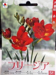 即決！値下げ特価♪送料無料　人気のお花　切花に人気！赤色　八重咲　フリージア　八重咲赤色　５球