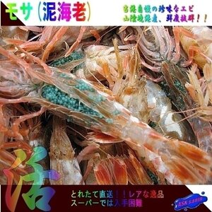 珍味なエビ「モサ海老1kg」活冷凍．．．一般には流通しない自慢の逸品!!