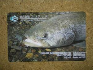 doub・魚　イトウ　エコテック　テレカ