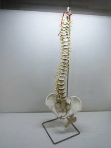 N7263b Rudiger Anatomie 骨格模型 背骨 脊椎 スタンド付 ドイツ製 整骨院 整形外科