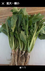 【水掛菜 】◆山梨県産 ◆葉物野菜 ◆富士山湧水 ◆無農薬◆ 農家直送◆2kg +オマケ