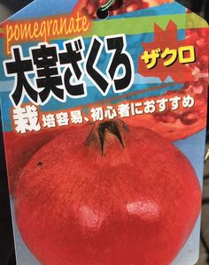 大実 日本ざくろ 苗木1本