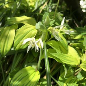 斑入り　黄葉　チゴユリ　黄葉　　山野草　北海道　稚児百合　10本