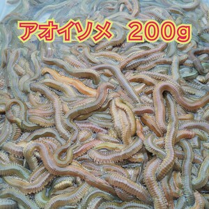 新鮮！［アオイソメ］200グラム 秋〜春限定送料無料！（北海道・沖縄は不可）　釣りエサ　青イソメ　投げ釣り