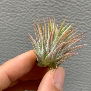 Tillandsia ionantha pleiades ティランジアイオナンタプレイアデス（チランジアエアプランツエアープランツair pllants ）