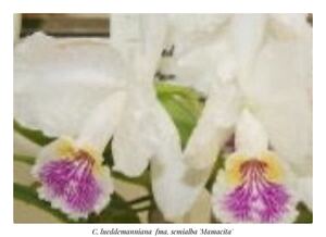 洋蘭カトレア原種（オリジナル株）C.lueddemanniana fma.semialba‘Mamacita’ sp-c334