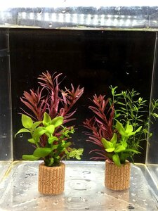 ☆置くだけ簡単レイアウト！ 水草３種植え ２個セット 吸着系多孔質ろ材ライフマルチ付き ①