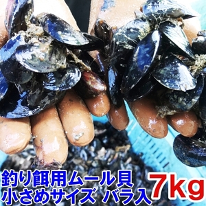 小さめサイズ 釣り餌に★ムラサキイガイ小さめ７ｋｇ 冷凍品イガイ カラス貝 ムール貝 釣りエサクロダイ 黒鯛 チヌ 石鯛★