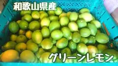 和歌山県産　グリーンレモン　ノーワックス　約3kg b