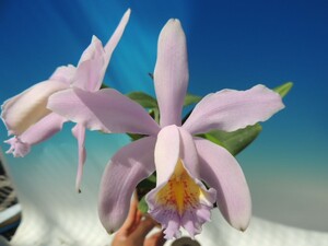 T♪洋蘭　Cattleya Memoria Frank McNally (schilleriana x forbesii　Pink Type) カトレア 　 洋ラン