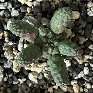 【B6571】【極上S級株！】ユーフォルビア エスクレンタ 閻魔キリン Euphorbia esculenta ( アガベ 塊根植物 コーデックス 多肉植物