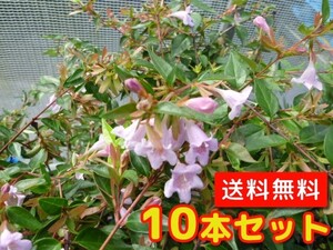 アベリア エドワードゴーチャ 樹高0.2m前後 12cmポット （10本セット）（送料無料） 苗 植木 苗木