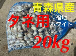 セール　20kg MLサイズ　タネ にんにく 消毒済み 青森県産 福地ホワイト六片 種用ニンニク