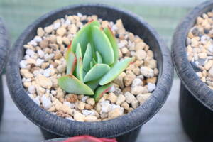 多肉植物　エケベリア・モカ斑入り