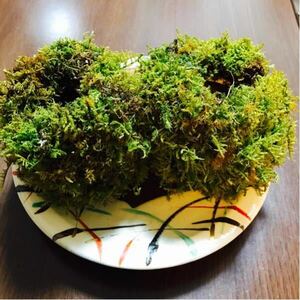 植え替え用苔玉ポット（3個セット）