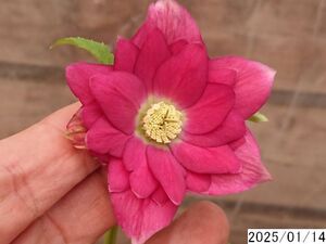 花1ガク0蕾2 開花株3.5号 小野寺園芸生産 八重ダブル クリスマスローズ0114029