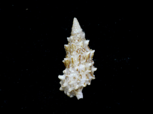 貝の標本 Cerithium echinatum 44.5mm.