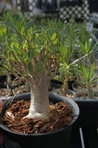 　Adenium socotranum (管理番号：ＮＯ1）アデニウム　ソコトラナム　タイソコ