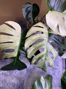 モンステラ　ミント　子株 Monstera