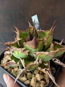 【AGAVE TITANOTA　MAYBE OLD WILD ORIGIN #2 from Gerard Geling】Nplants　アガベ　チタノタ　子株　コンパクト株　oteroi