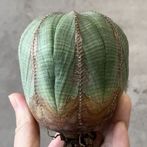 【B6789】★超巨大7cm木化株！！【SS級！極上特選大株！！】ユーフォルビア オベサ Euphorbia obesa ( 検索 アガベ 多肉植物 )