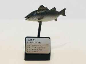 スズキ　魚類　海　川　魚　フィギュア　日本　生き物　生物　動物　ミニチュア　３５