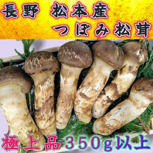 10/24入荷予定 長野県産 極上品【天然 大つぼみ 松茸 約350g前後】本数 3~5本 御供 贈答用 誕生日祝い 国産松茸 高級品 まつたけ 敬老の日