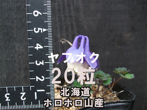 ホロホロヤマ ミヤマオダマキ 種子 20粒 (北海道ホロホロ山産) 山野草