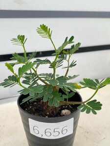 6656 「実生」センナ　メリディオナリス【種から発芽！・発根・Senna meridionalis】