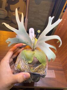 【Y’sPlants】A25.select）P. willinckii ‘Jade girl’ sporeling from 晴花鹿苑 super dwarf ビカクシダ ドワーフ