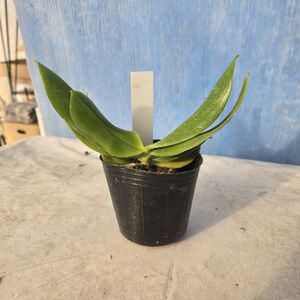 ◇◇洋蘭◇◇ Phal. tetraspis 