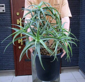 【現品】アロエ・ストリアツラ　Aloe striatula　耐寒性の高いアロエ　８号　RS番