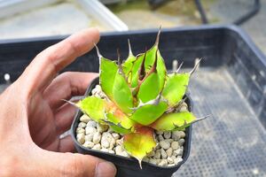 アガベ ホリダホリダ　充実苗 作り込み Agave titanota オテロイ 多肉植物 風雷神 