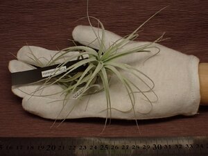 Tillandsia chapeuensis チランジア・チャペウエンシス 232■エアプランツEP