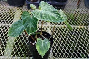 241119☆AO☆フィロデンドロン・ウェルコスム Philodendron verrucosum 80サイズ