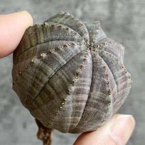 【B5652】【選抜株】ユーフォルビア オベサ Euphorbia obesa ( 検索 アガベ 塊根植物 多肉植物 )