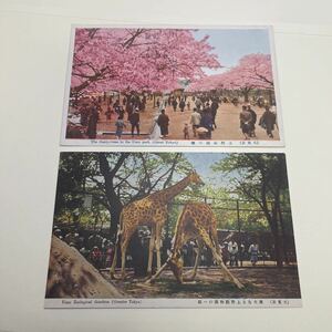 【O4】激レア！上野公園花見、上野公園桜、上野動物園キリン戦前昭和時代絵葉書　戦前昭和絵はがき　絵葉書　★送料84円★ ２枚組