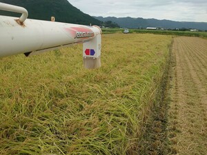 (110)熊本産ヒノヒカリ白米10㌔