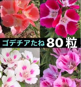 ゴデチヤ種子80粒　ゴデチア　ゴデチャ　たね　タネ　種