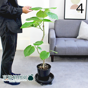 【現品】フィカス・ウンベラータ 曲がり 7号 黒鉢（4）Ficus umbellata